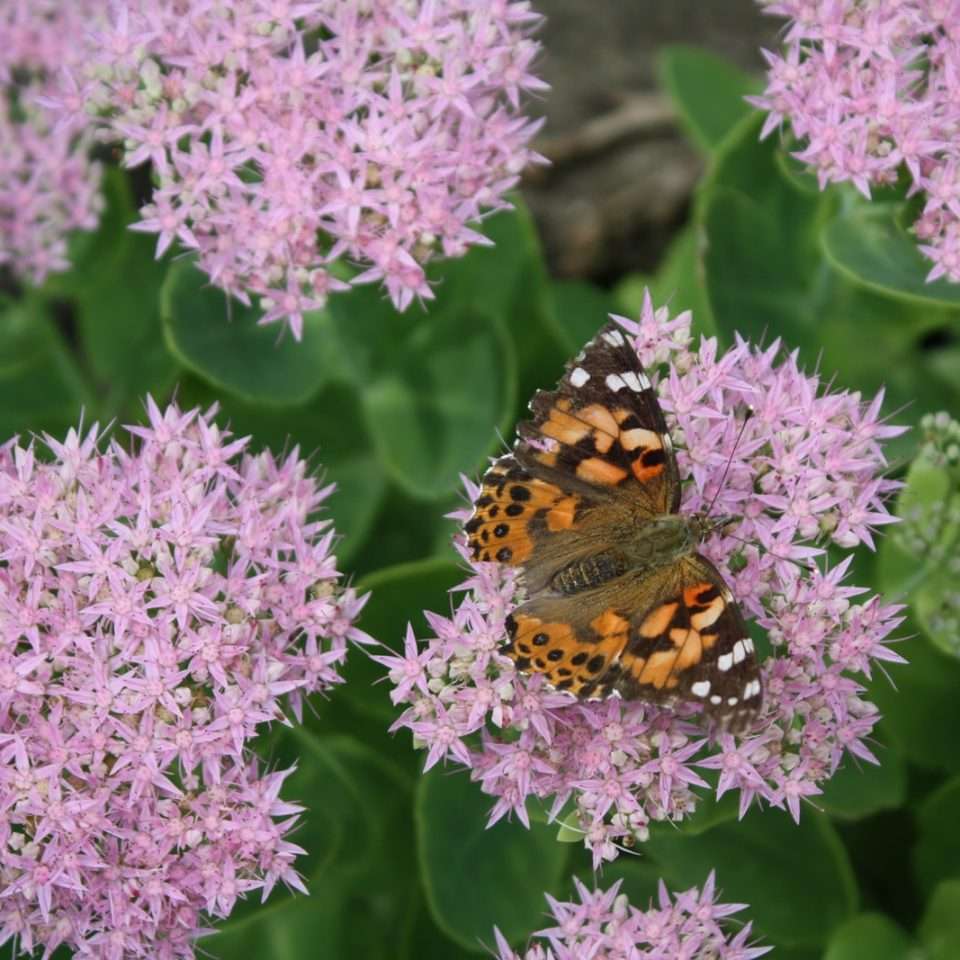 Asclepias