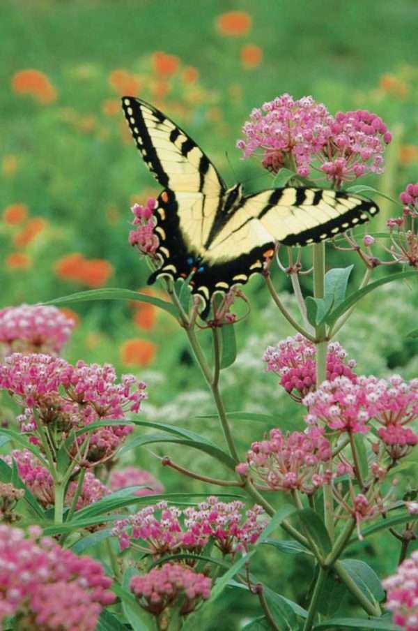 Swamp Milkweed (Asclepias incarnata)