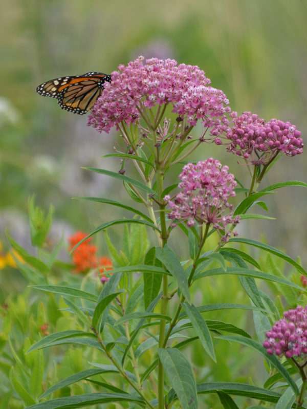 Swamp Milkweed (Asclepias incarnata) - Image 3