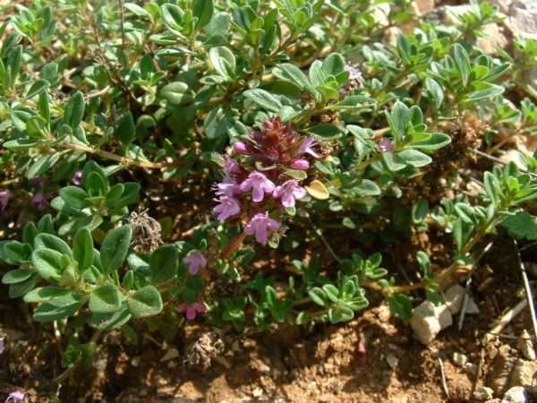 Wild Thyme Plant