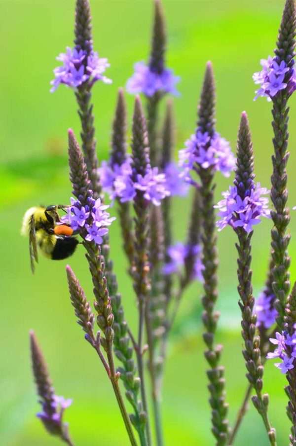 Verbena hastata (Blue Vervain)