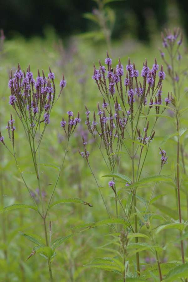 Verbena hastata (Blue Vervain) - Image 3