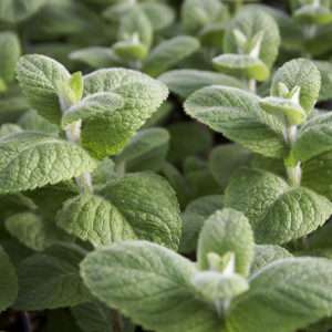 Apple Mint