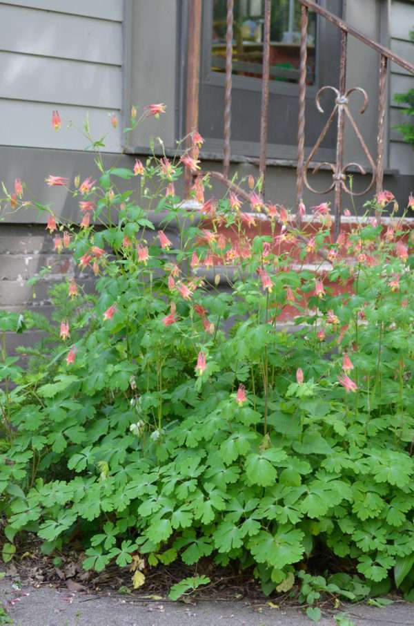 Red Columbine (Aquilegia canadensis) - Image 3