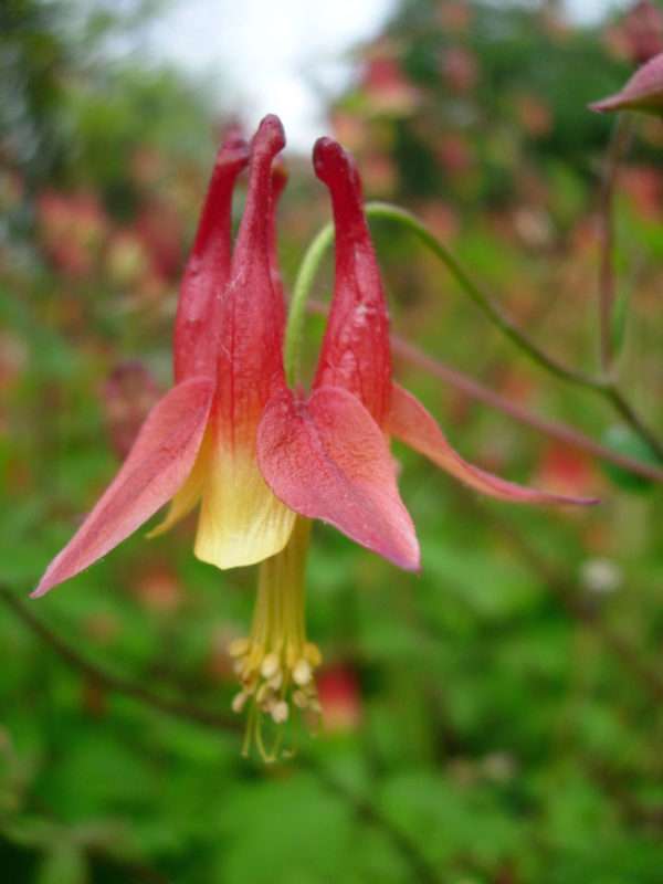 Red Columbine (Aquilegia canadensis)