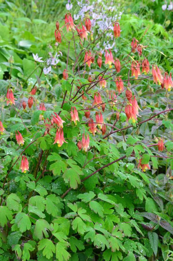 Red Columbine (Aquilegia canadensis) - Image 2