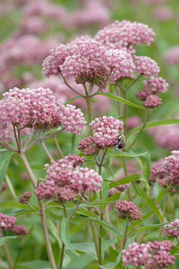 Swamp Milkweed (Asclepias incarnata) - Image 2