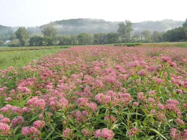 Swamp Milkweed (Asclepias incarnata) - Image 4