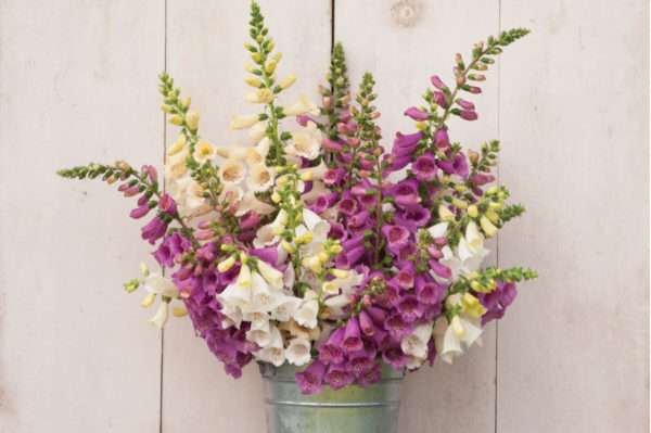 Digitalis "Camelot" (potted plant)