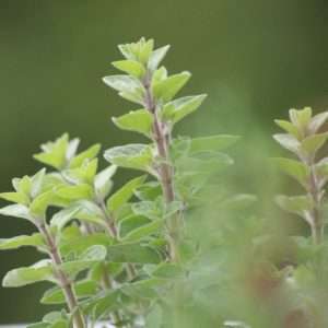 oregano