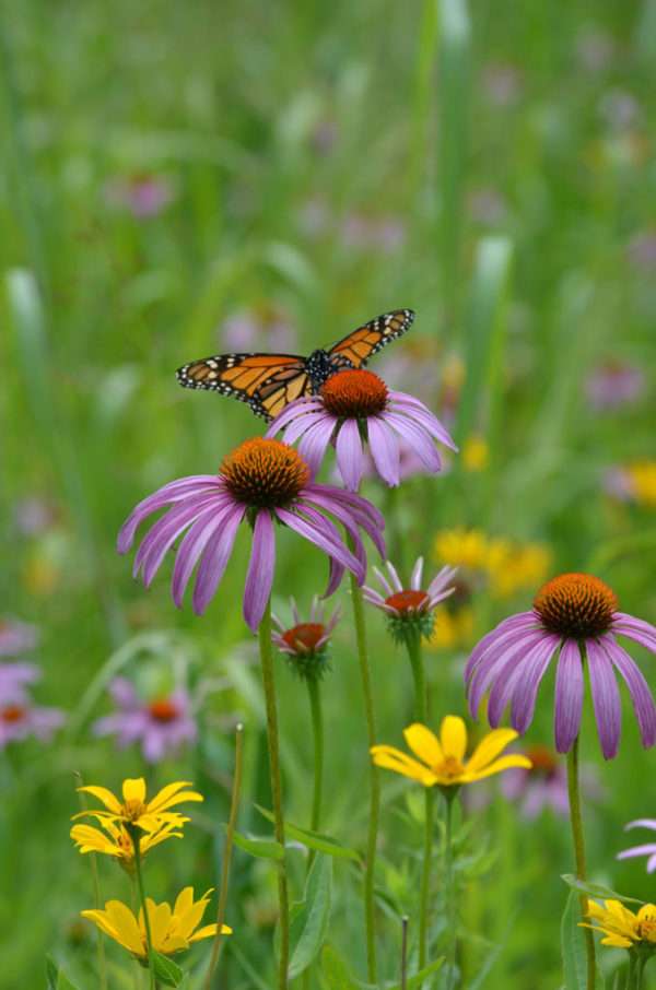 Purple Coneflower (Echinacea purpurea)