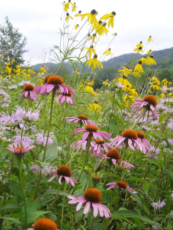 Purple Coneflower (Echinacea purpurea) - Image 2