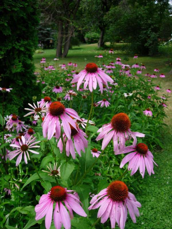 Purple Coneflower (Echinacea purpurea) - Image 3