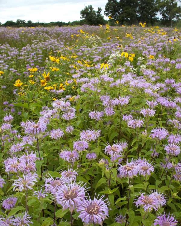 Wild Bergamot / Bee Balm (Monarda fistulosa) - Image 4