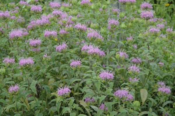 Wild Bergamot / Bee Balm (Monarda fistulosa) - Image 2