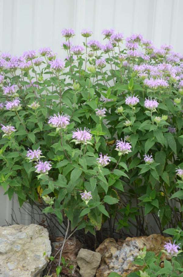 Wild Bergamot / Bee Balm (Monarda fistulosa) - Image 3
