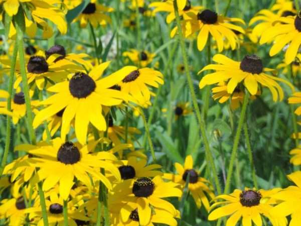 Black-eyed Susan (Rudbeckia hirta)