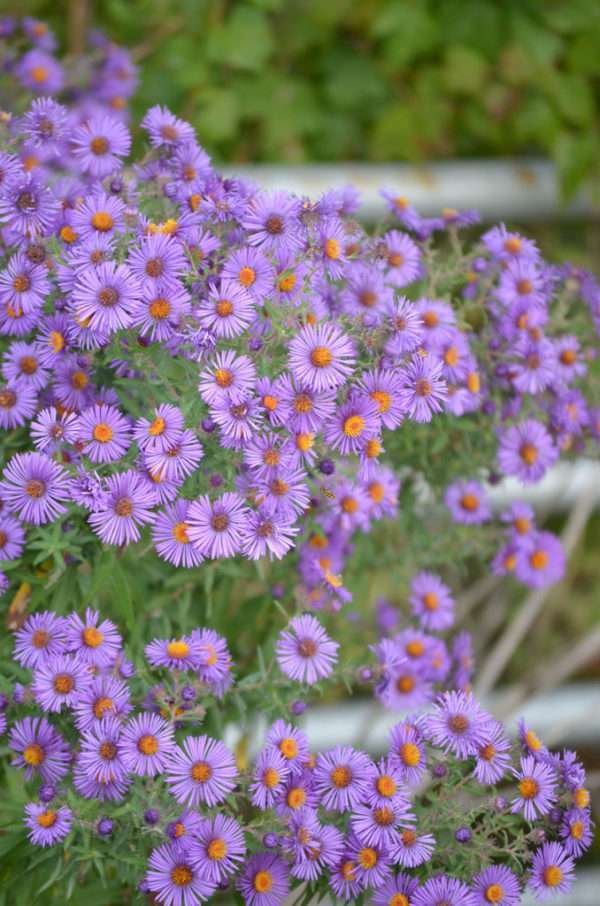 New England Aster (Symphyotrichum novae-angliae)