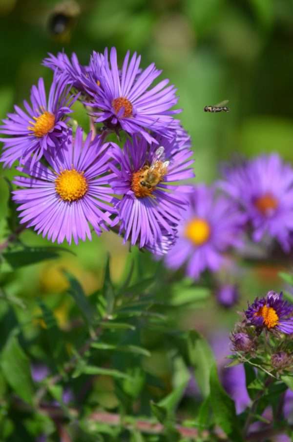 New England Aster (Symphyotrichum novae-angliae) - Image 2