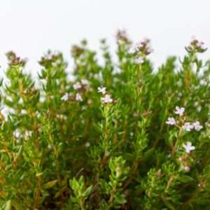 thyme
