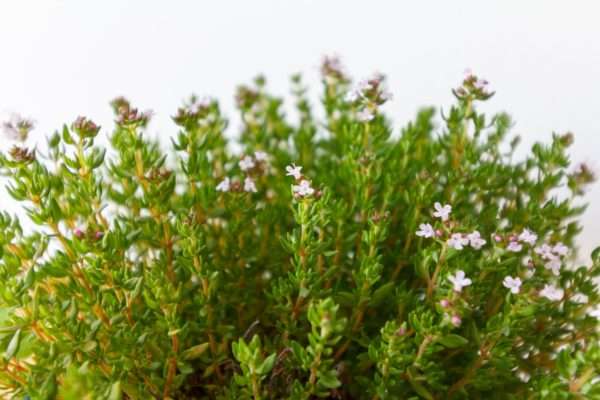 thyme