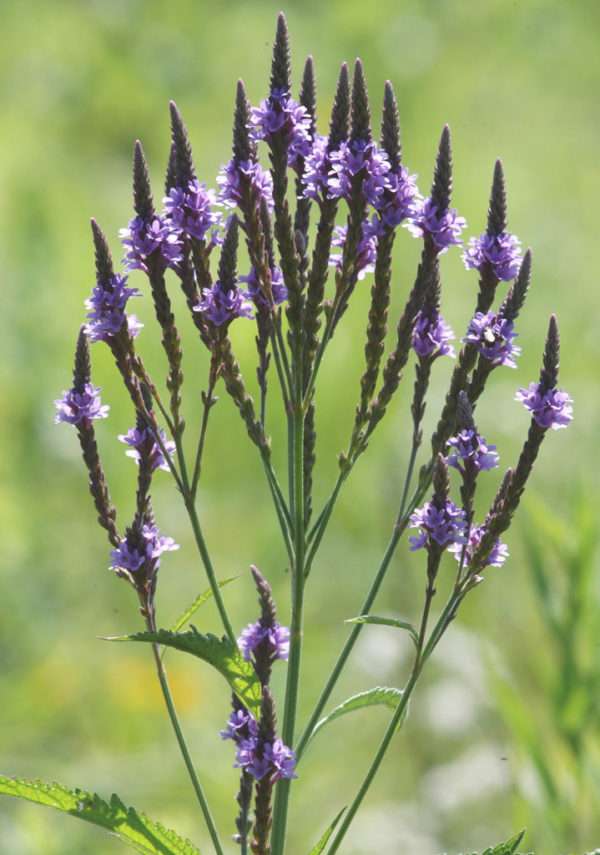 Verbena hastata (Blue Vervain) - Image 2