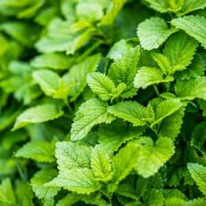 Melissa officinalis