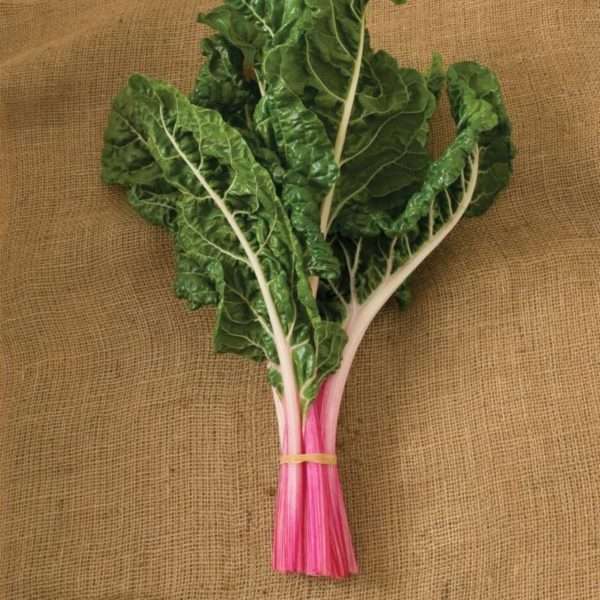 Peppermint Swiss Chard - Image 2