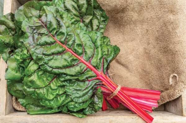Red Swiss Chard