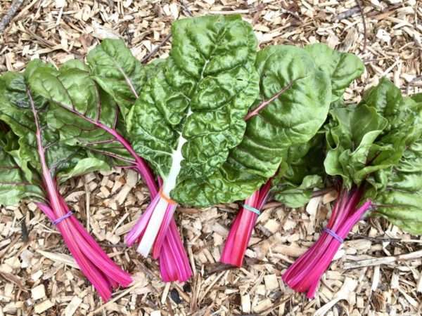 Peppermint Swiss Chard