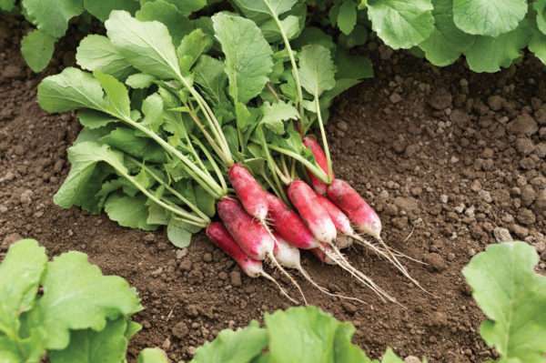 French Breakfast Radish (bunch)