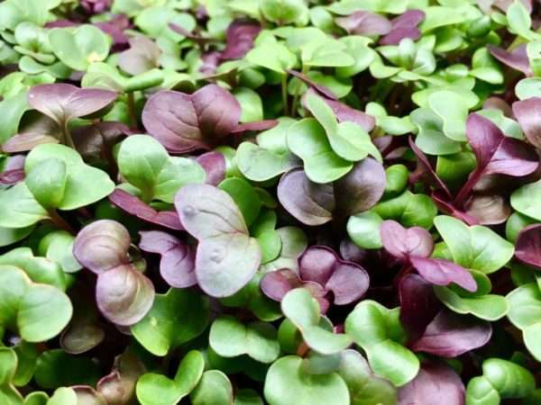 Radish Microgreens