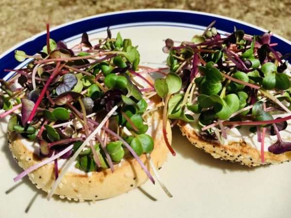 Radish Microgreens - Image 2