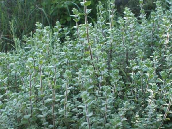 Wild Za'atar Plant - Image 3