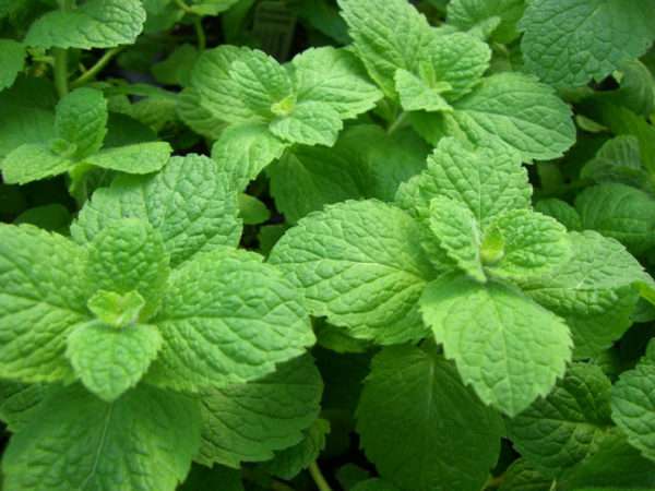 Fresh Mint