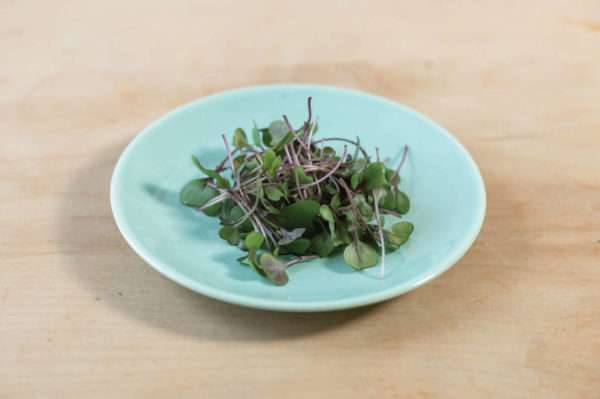 Red Acre Cabbage Microgreens