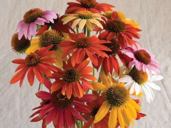 Echinacea "Cheyenne Spirit" (potted plant)