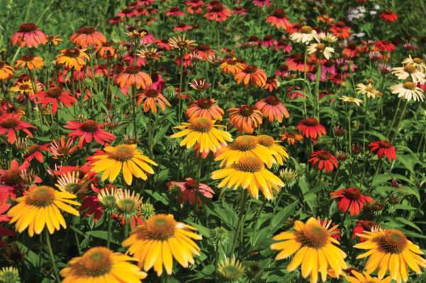 Echinacea "Cheyenne Spirit" (potted plant) - Image 2