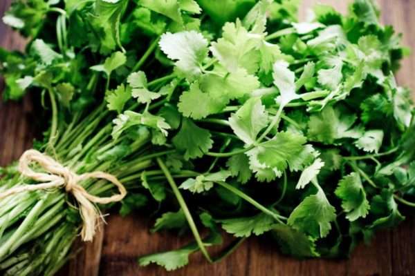 Fresh Cilantro (Corriander)