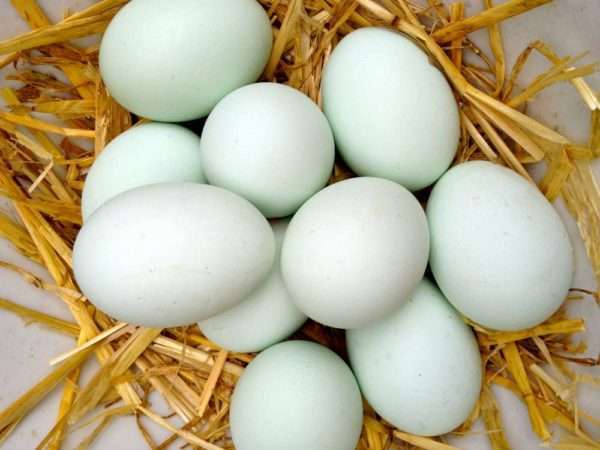 Free-range Duck Eggs