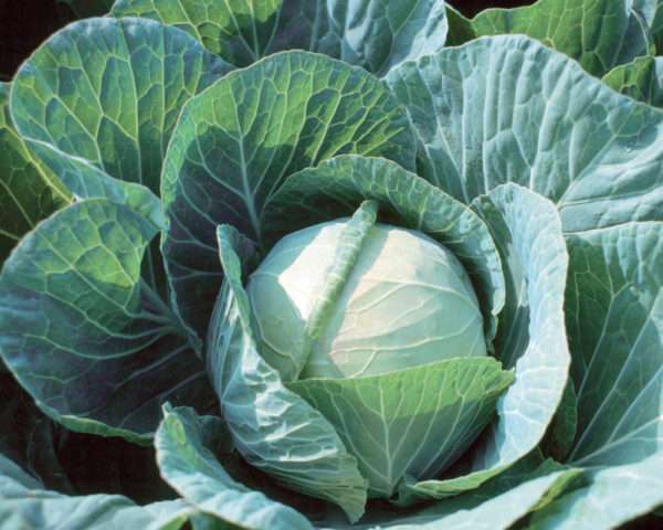 Spring cabbage - Image 2
