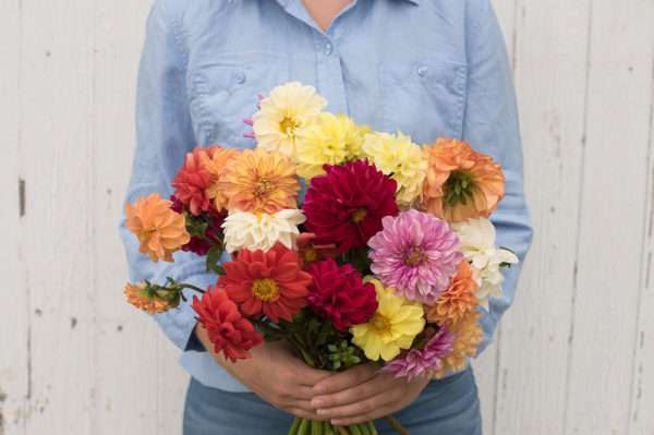 Dahlia (potted plant)