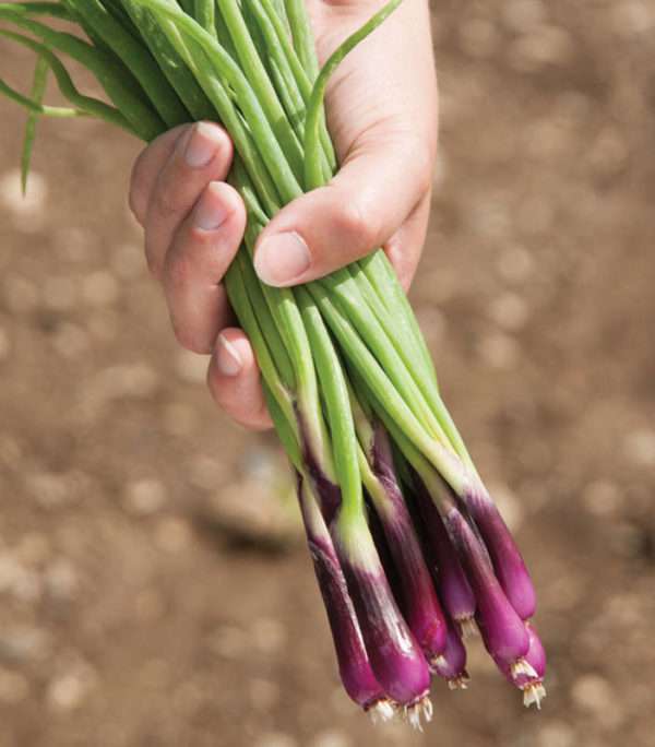 Purple Bunching Onion