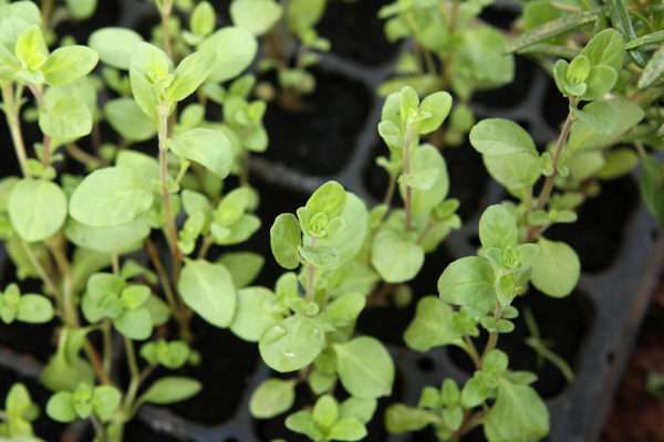 Wild Za'atar Plant - Image 2