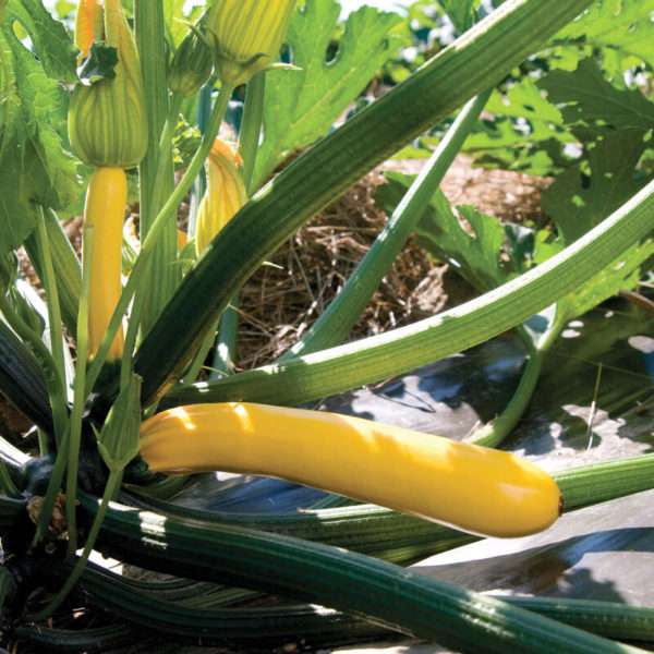 Golden Glory Zucchini