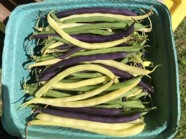 Purple, green and gold bush beans