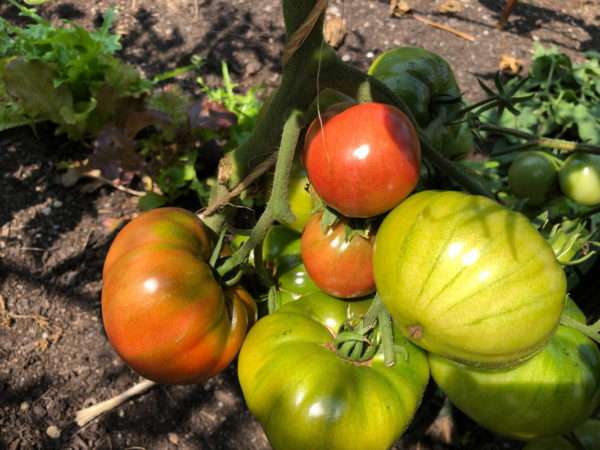 Heirloom Slicing Tomatoes - Image 7