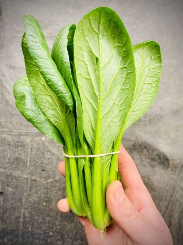 Bunched Tatsoi Asian Greens