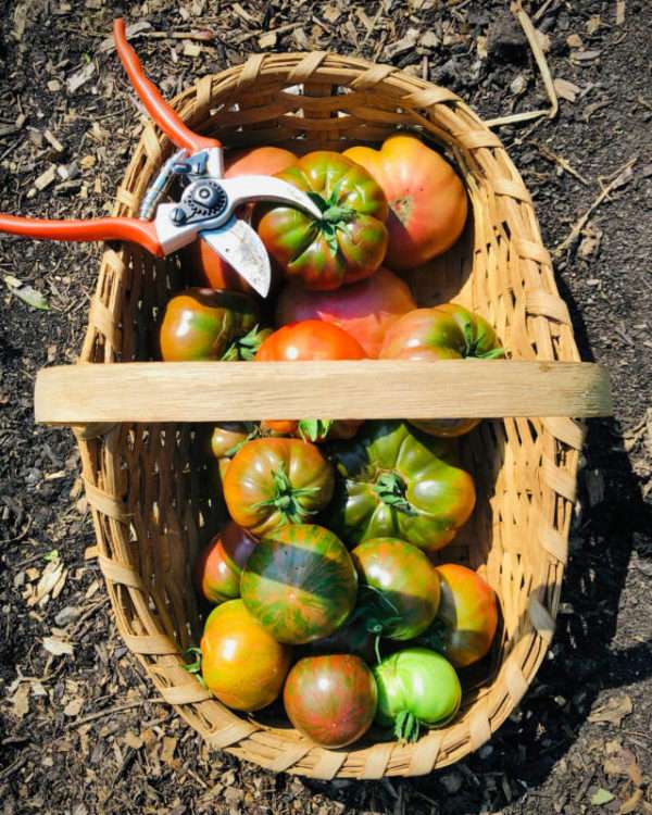 Heirloom Slicing Tomatoes - Image 2