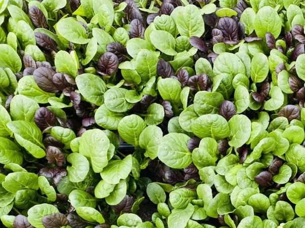 Baby Leaf Tatsoi Mix